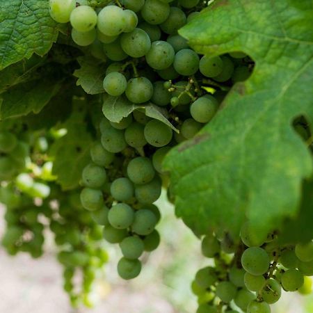 Clos De La Barbanne 拉蒙塔涅 外观 照片