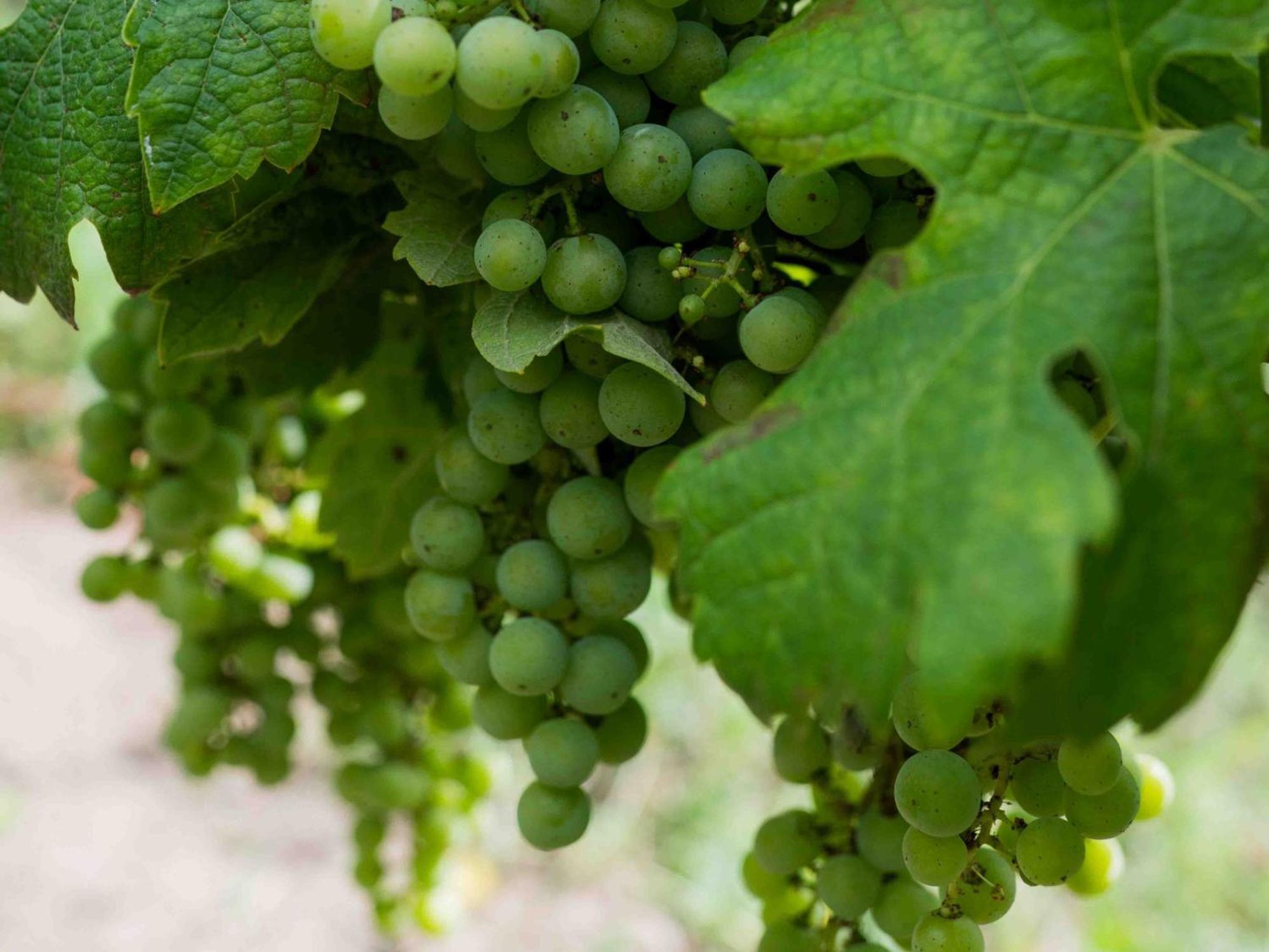 Clos De La Barbanne 拉蒙塔涅 外观 照片